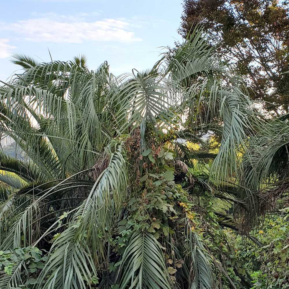 bushcraft campsite Funakoshi yokosuka kanagawa japan