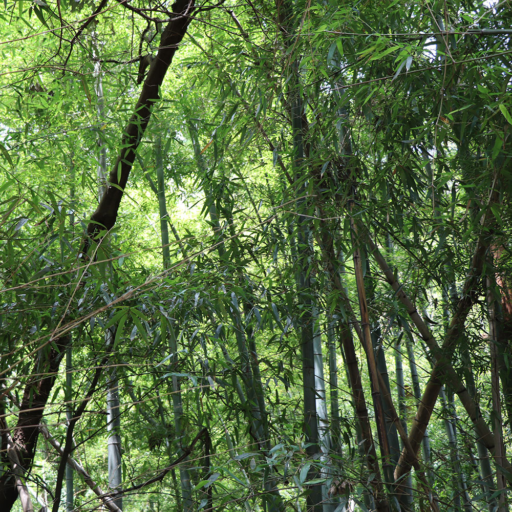 bushcraft campsite Funakoshi yokosuka kanagawa japan