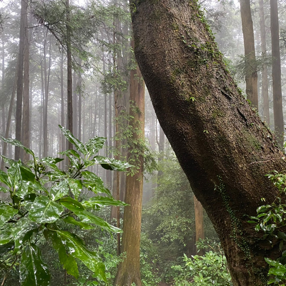 bushcraft campsite odawara hayakawa kanagawa japan