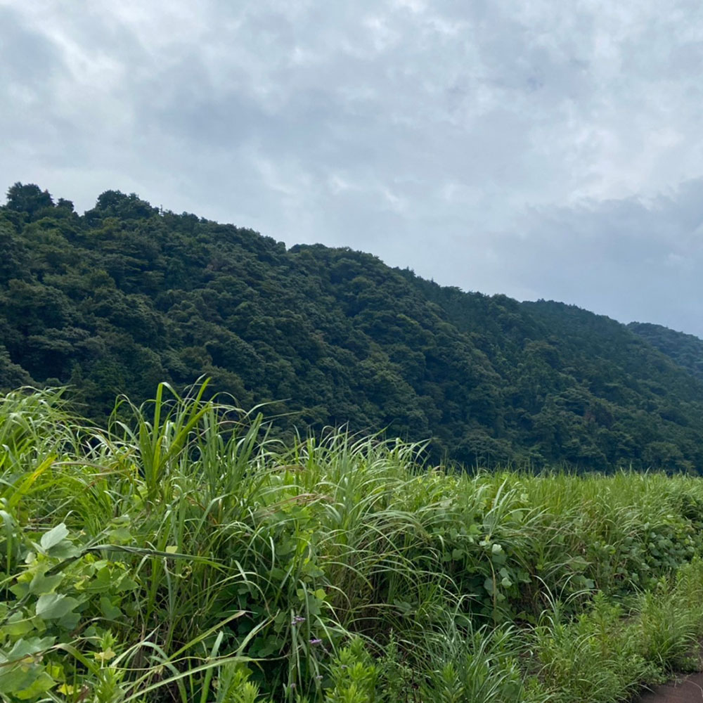 bushcraft campsite odawara hayakawa kanagawa japan