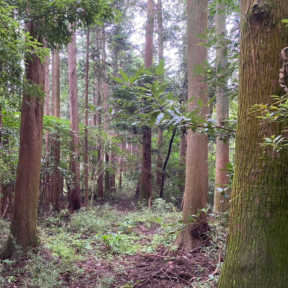 bushcraft campsite odawara hayakawa kanagawa japan