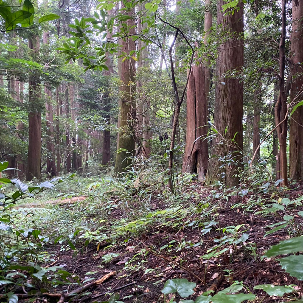 bushcraft campsite odawara hayakawa kanagawa japan