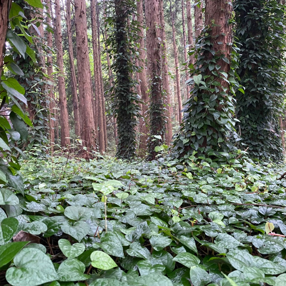 bushcraft campsite odawara hayakawa kanagawa japan
