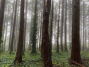 神奈川県小田原市早川ブッシュクラフトキャンプ場