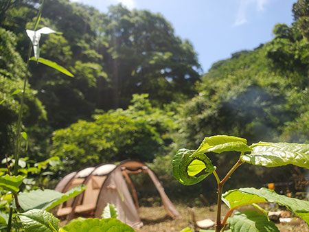神奈川県三浦郡葉山町堀内ブッシュクラフトキャンプ場