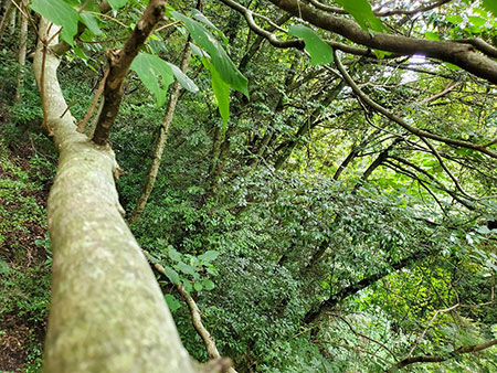 神奈川県小田原市入生田No,1 ブッシュクラフトキャンプ場