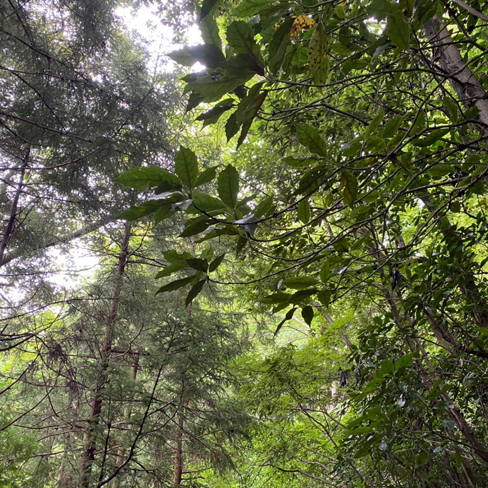 bushcraft campsite odawara iryuda kanagawa japan