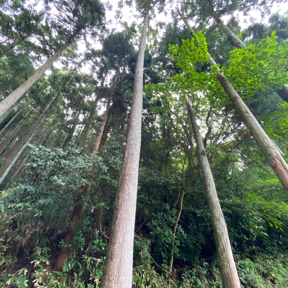 bushcraft campsite odawara iryuda kanagawa japan