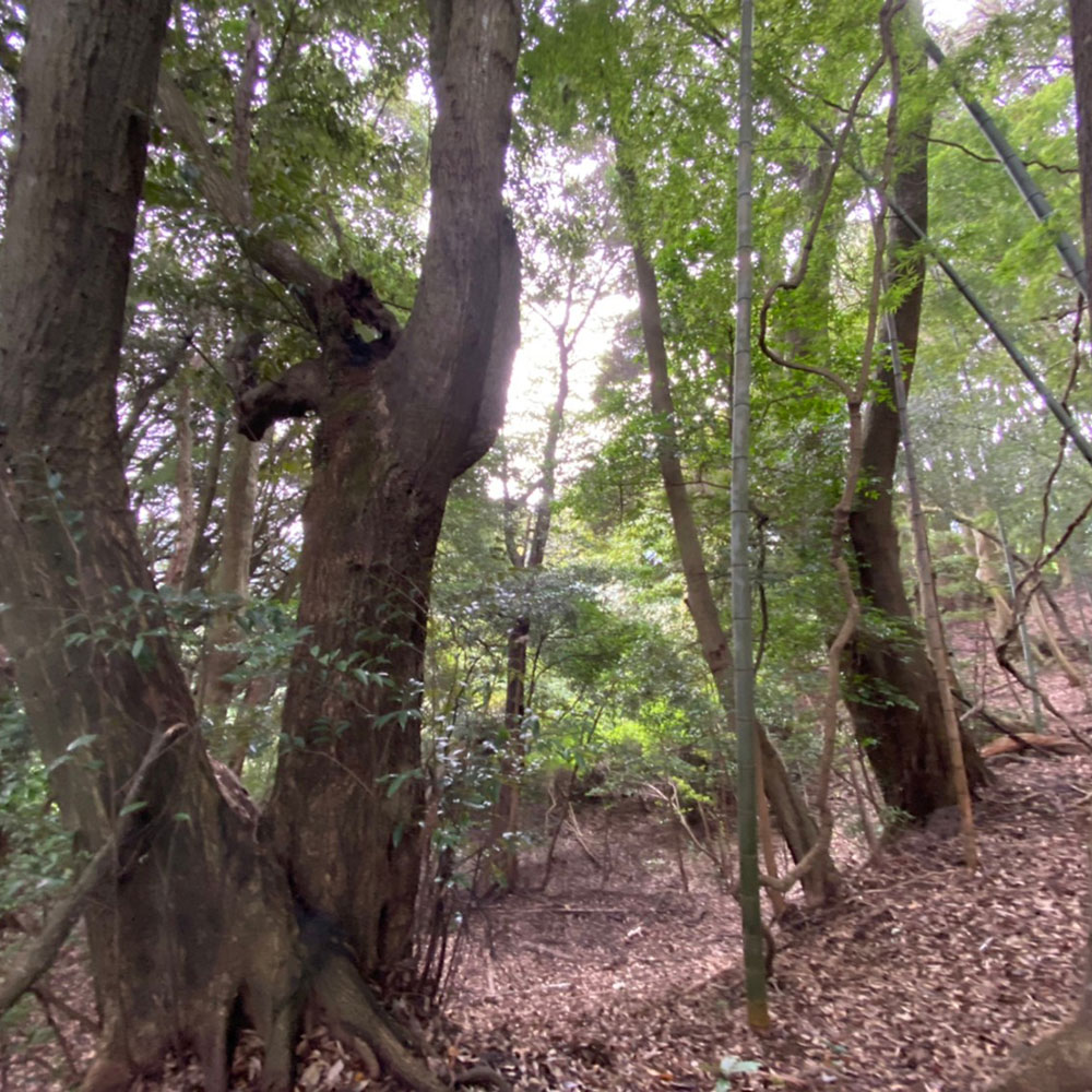 bushcraft campsite odawara iryuda kanagawa japan