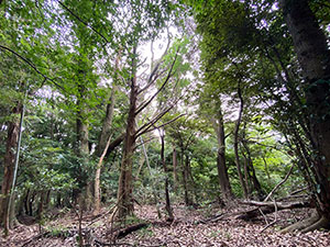 神奈川県小田原市入生田No,2 ブッシュクラフトキャンプ場