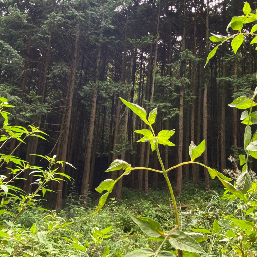 bushcraft campsite odawara iryuda kanagawa japan