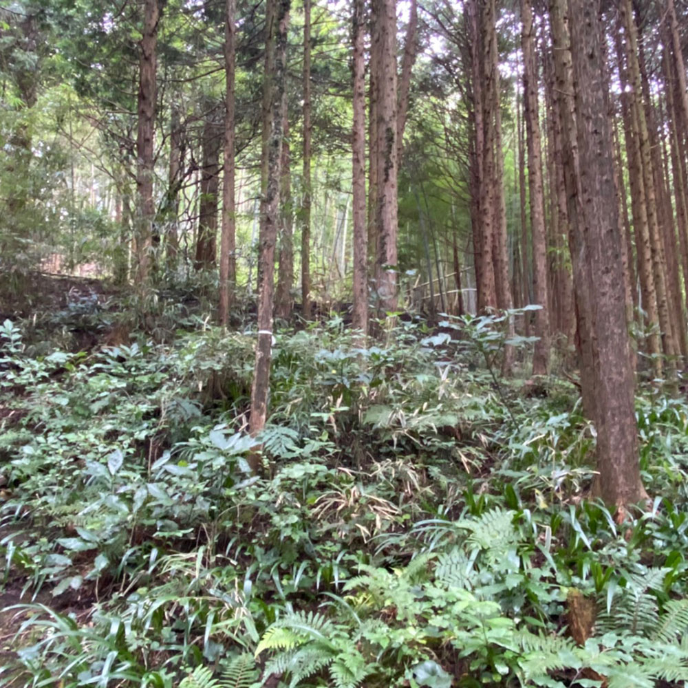 bushcraft campsite odawara iryuda kanagawa japan