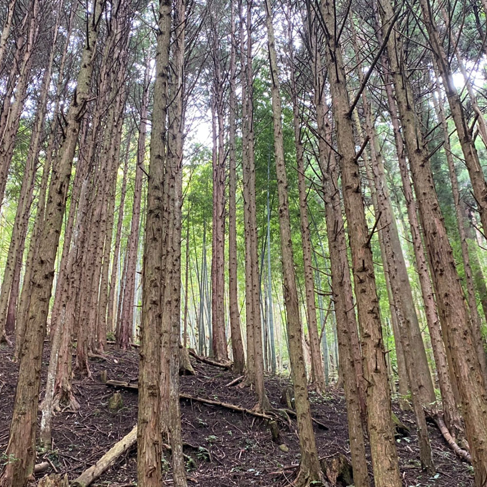 bushcraft campsite odawara iryuda kanagawa japan