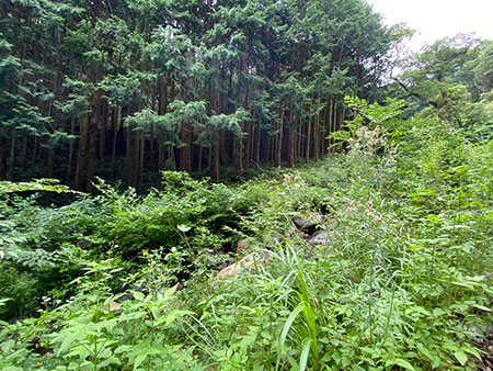 神奈川県小田原市入生田No,3 ブッシュクラフトキャンプ場