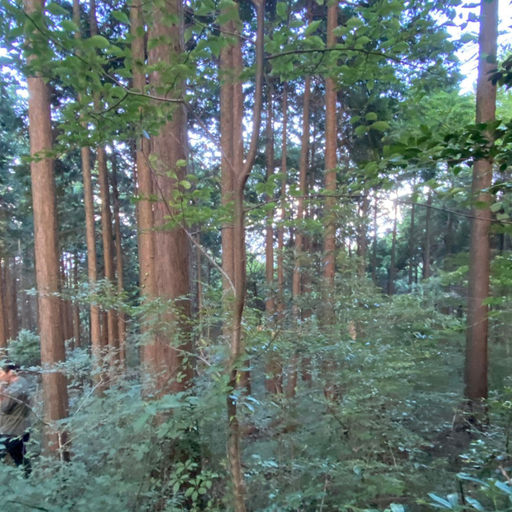 bushcraft campsite odawara iryuda kanagawa japan