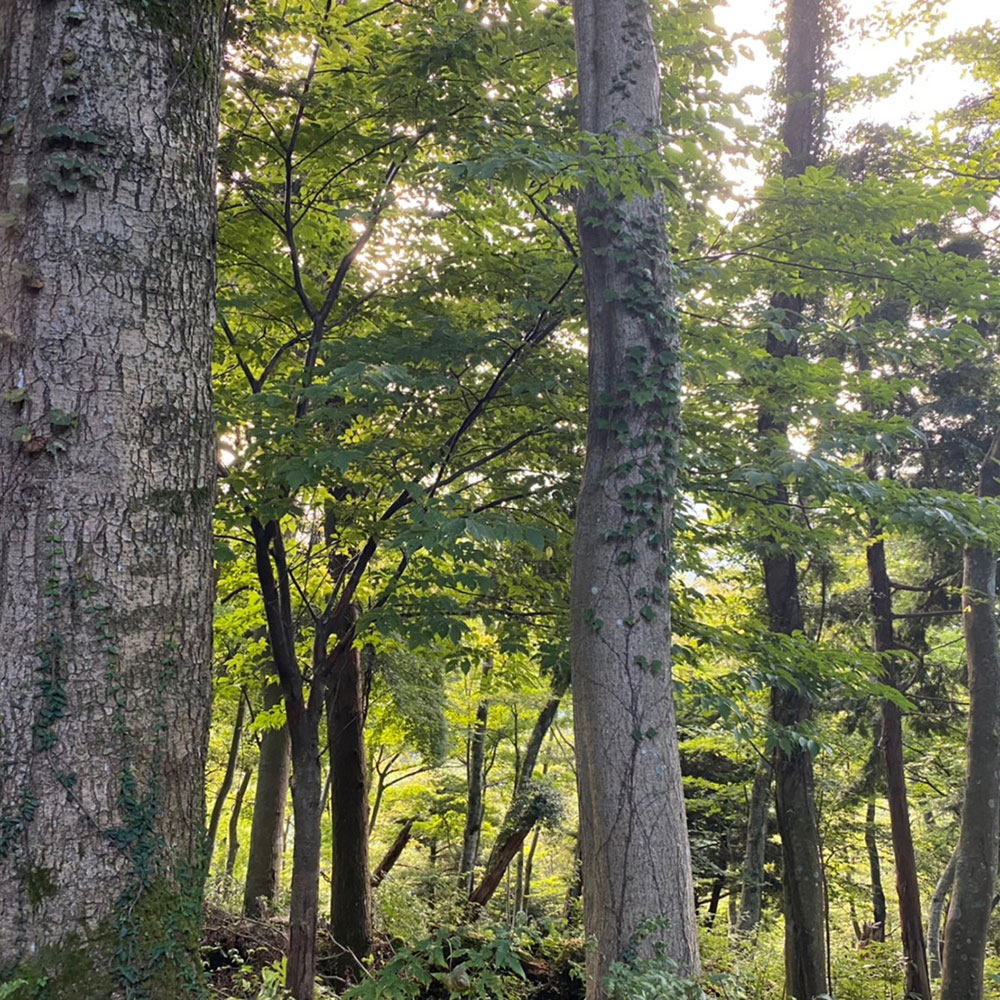 bushcraft campsite odawara iryuda kanagawa japan