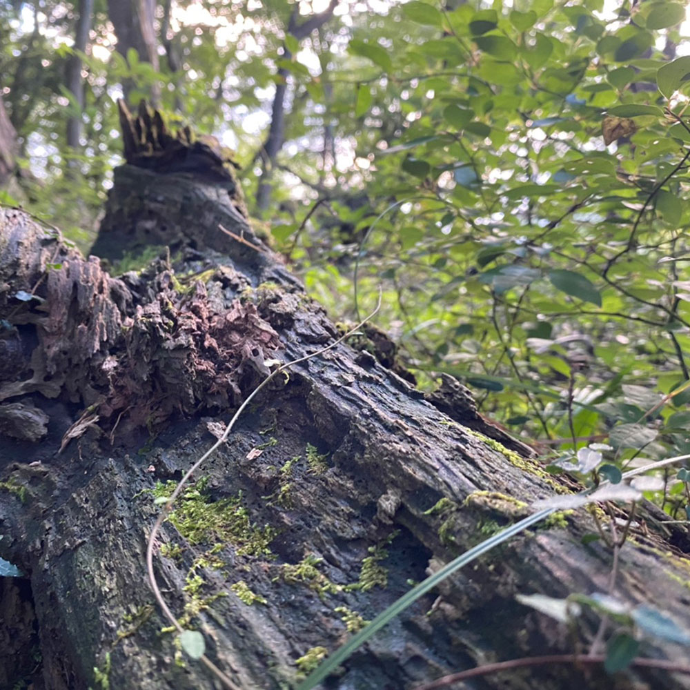 bushcraft campsite odawara iryuda kanagawa japan
