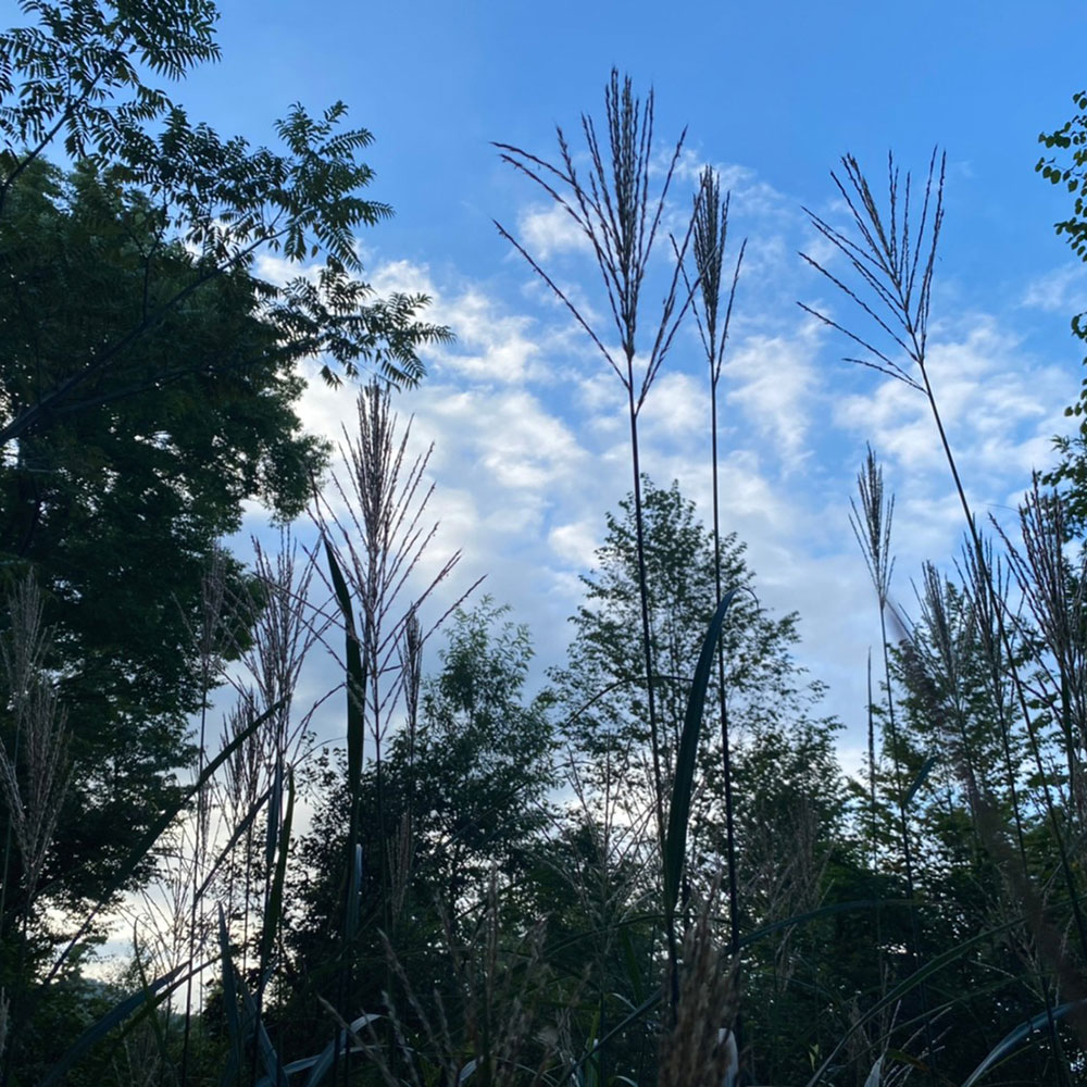 bushcraft campsite odawara iryuda kanagawa japan