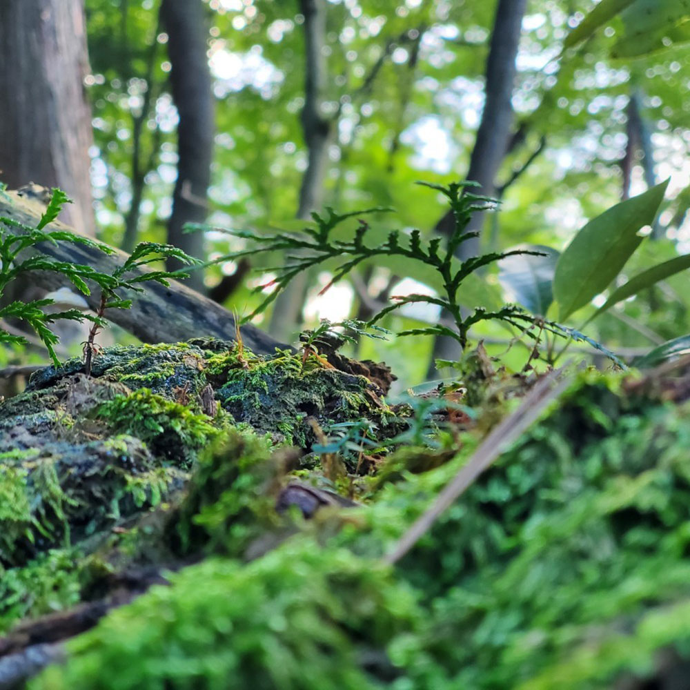 bushcraft campsite odawara iryuda kanagawa japan