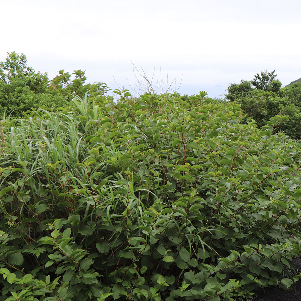 bushcraft campsite izuoshima  japan