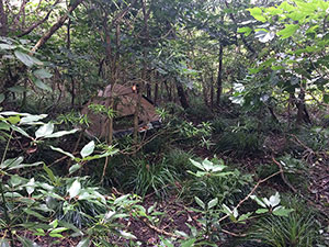 東京都伊豆大島野増ブッシュクラフトキャンプ場