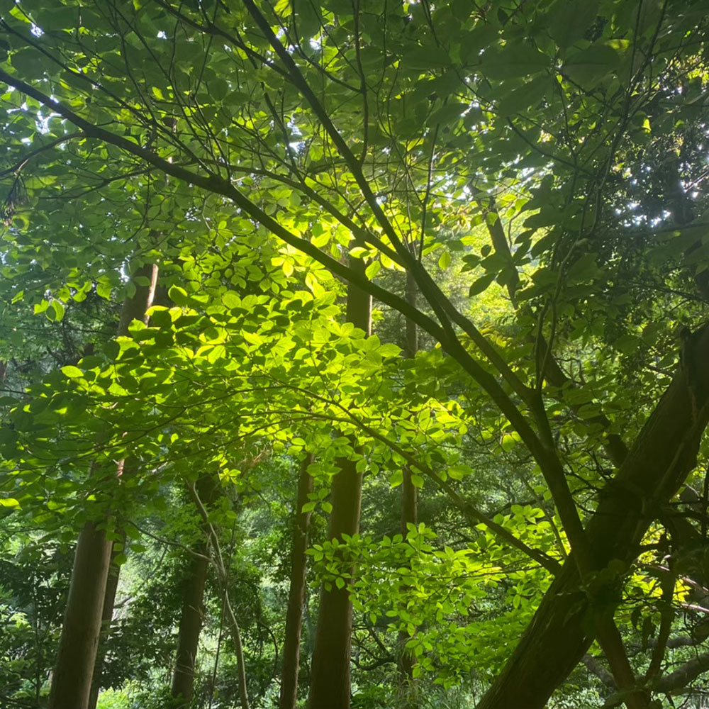 bushcraft campsite kamiyamaguchi hayama kanagawa japan