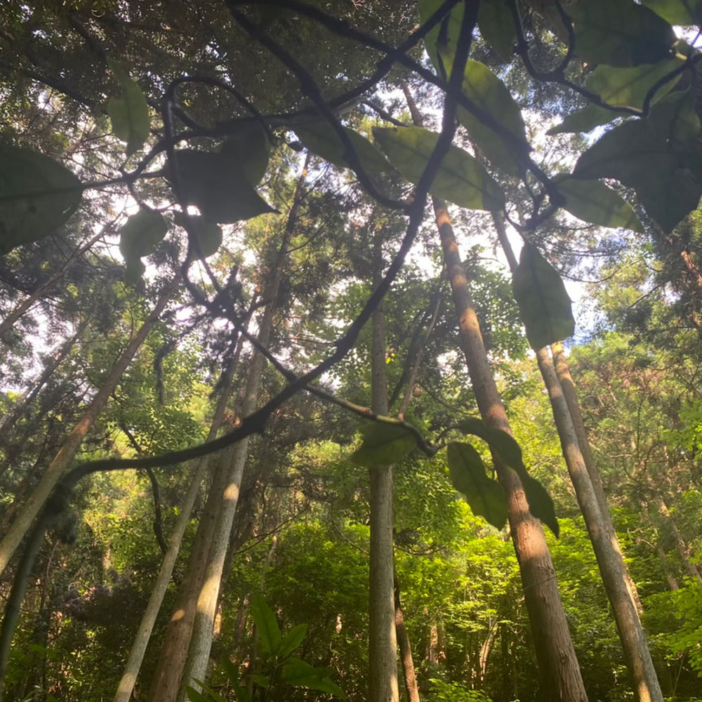 bushcraft campsite kamiyamaguchi hayama kanagawa japan