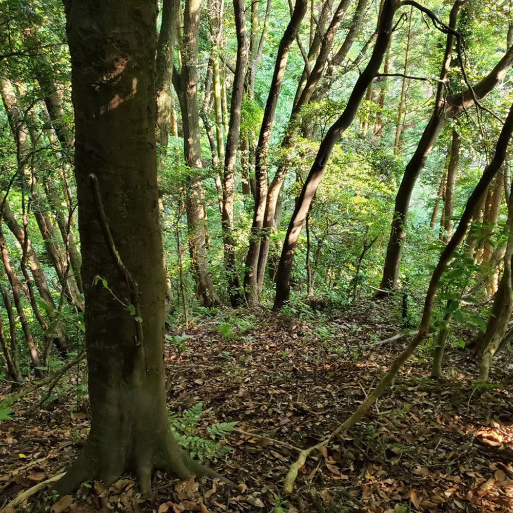 bushcraft campsite kamiyamaguchi hayama kanagawa japan