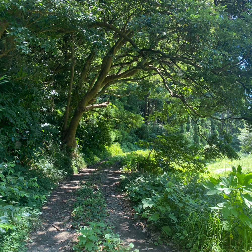 bushcraft campsite kamiyamaguchi hayama kanagawa japan