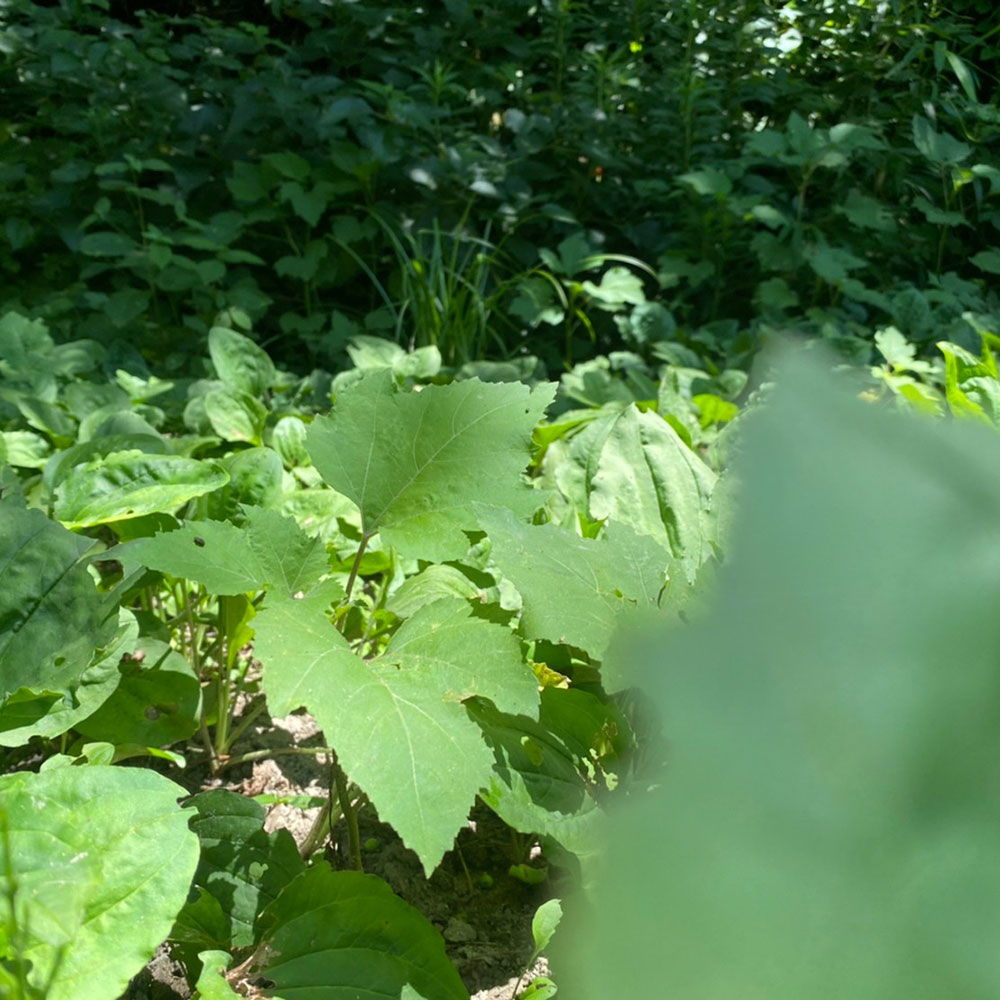 bushcraft campsite kamiyamaguchi hayama kanagawa japan