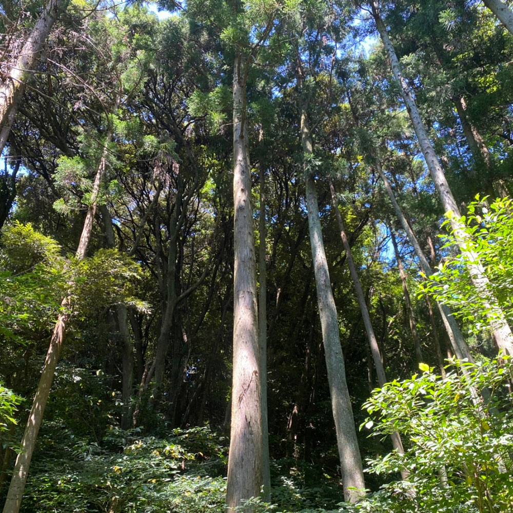 bushcraft campsite kamiyamaguchi hayama kanagawa japan