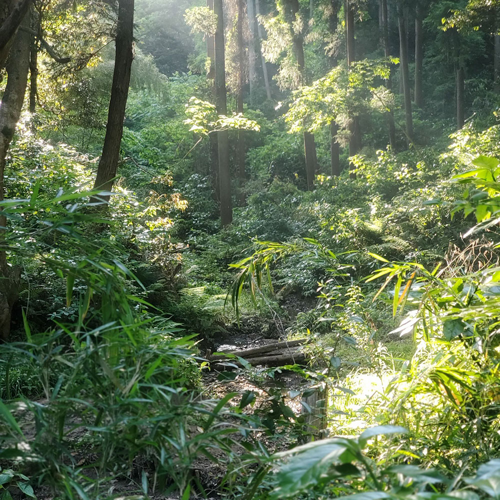 bushcraft campsite kamiyamaguchi hayama kanagawa japan