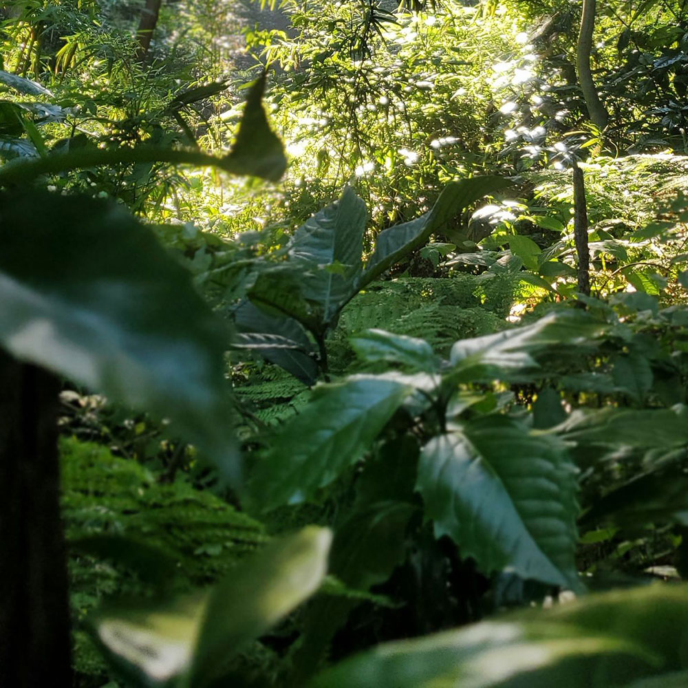 bushcraft campsite kamiyamaguchi hayama kanagawa japan