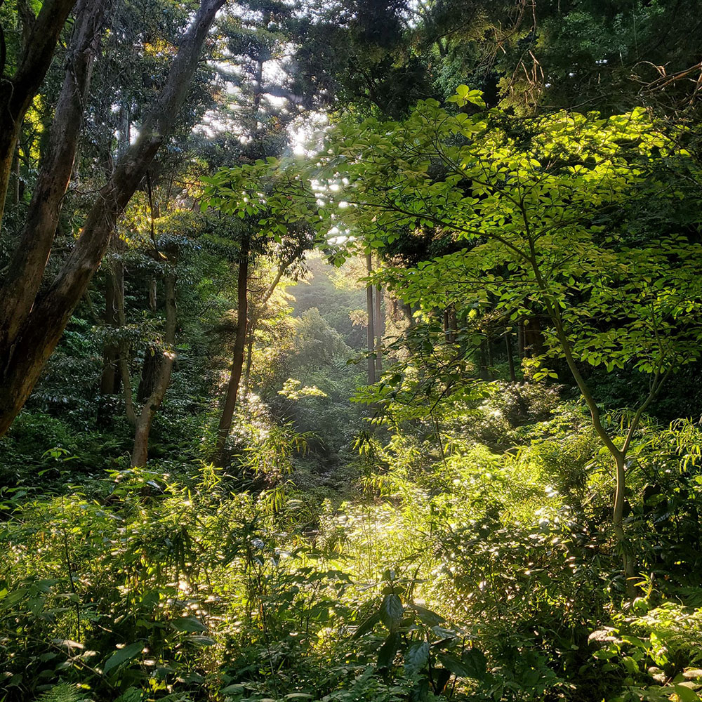 bushcraft campsite kamiyamaguchi hayama kanagawa japan