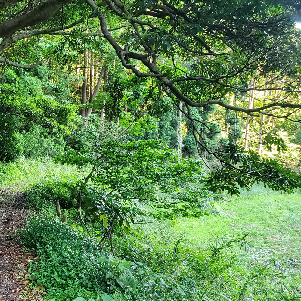 bushcraft campsite kamiyamaguchi hayama kanagawa japan