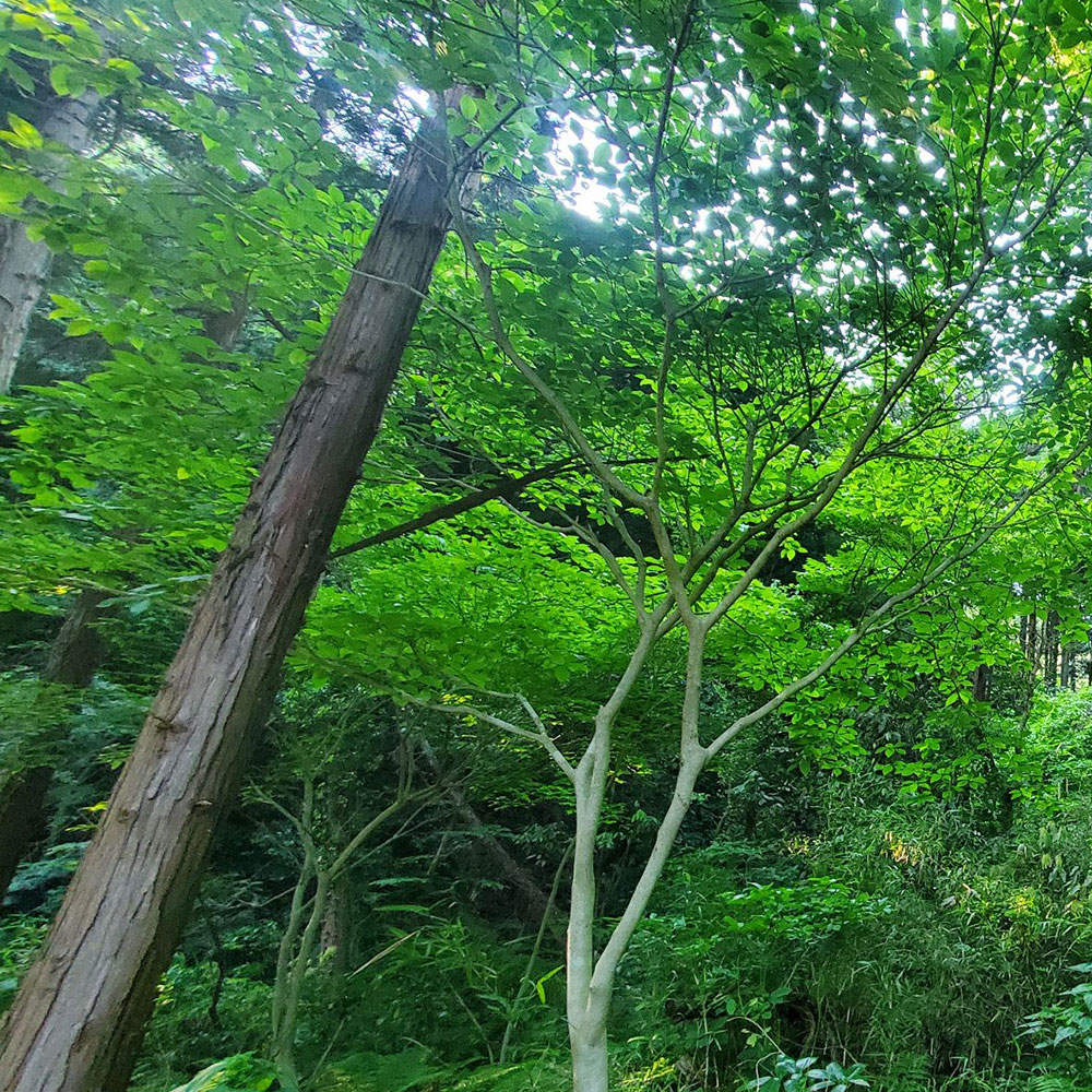 bushcraft campsite kamiyamaguchi hayama kanagawa japan