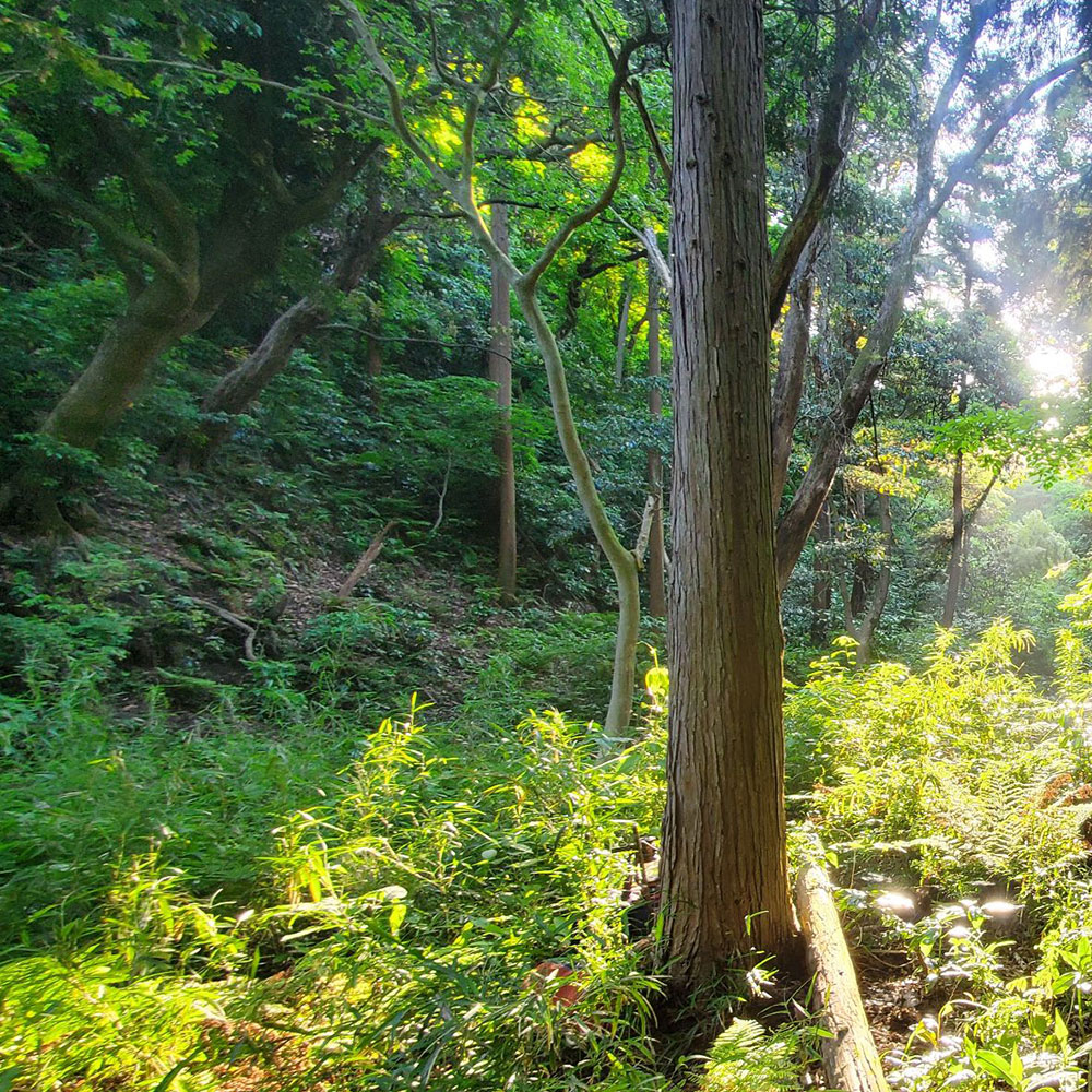 bushcraft campsite kamiyamaguchi hayama kanagawa japan