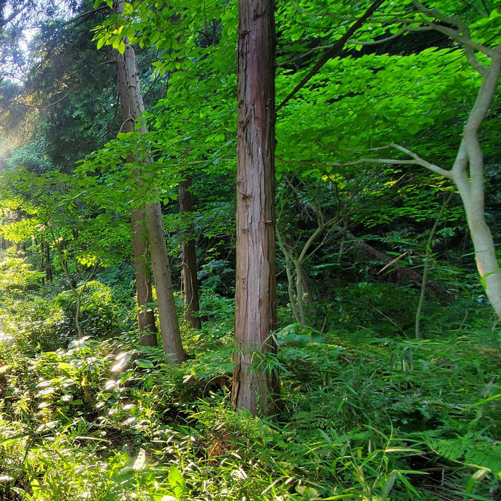 bushcraft campsite kamiyamaguchi hayama kanagawa japan