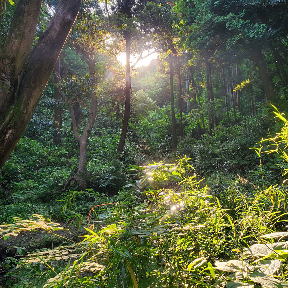 bushcraft campsite kamiyamaguchi hayama kanagawa japan