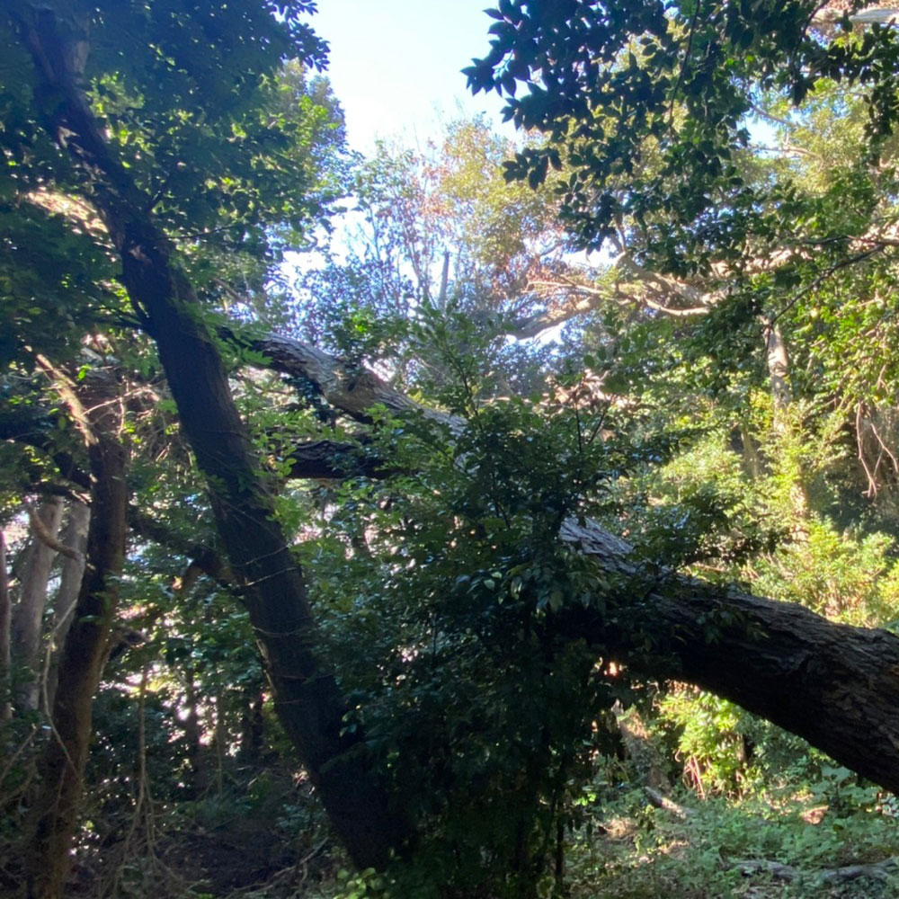 bushcraft campsite yokosuka koyabe  kanagawa japan