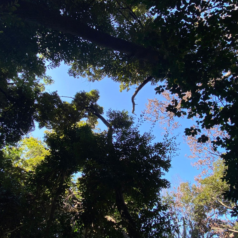 bushcraft campsite yokosuka koyabe kanagawa japan