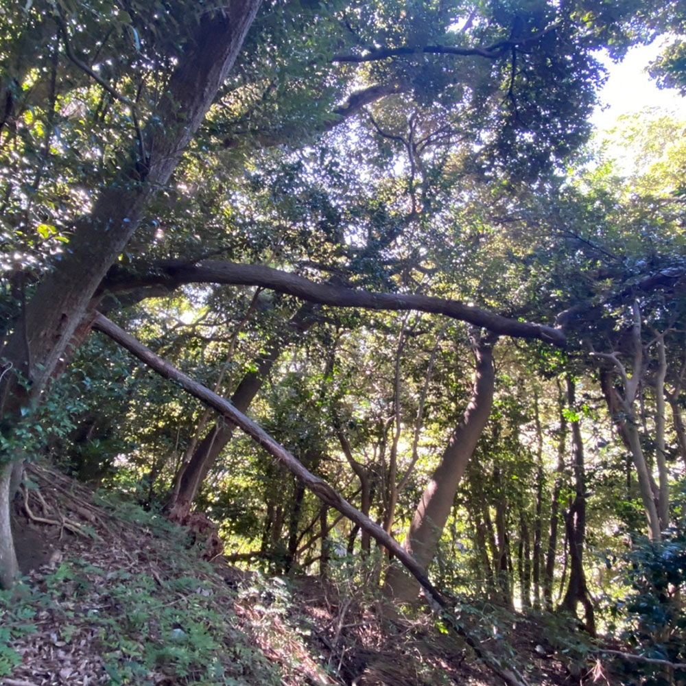bushcraft campsite yokosuka koyabe kanagawa japan