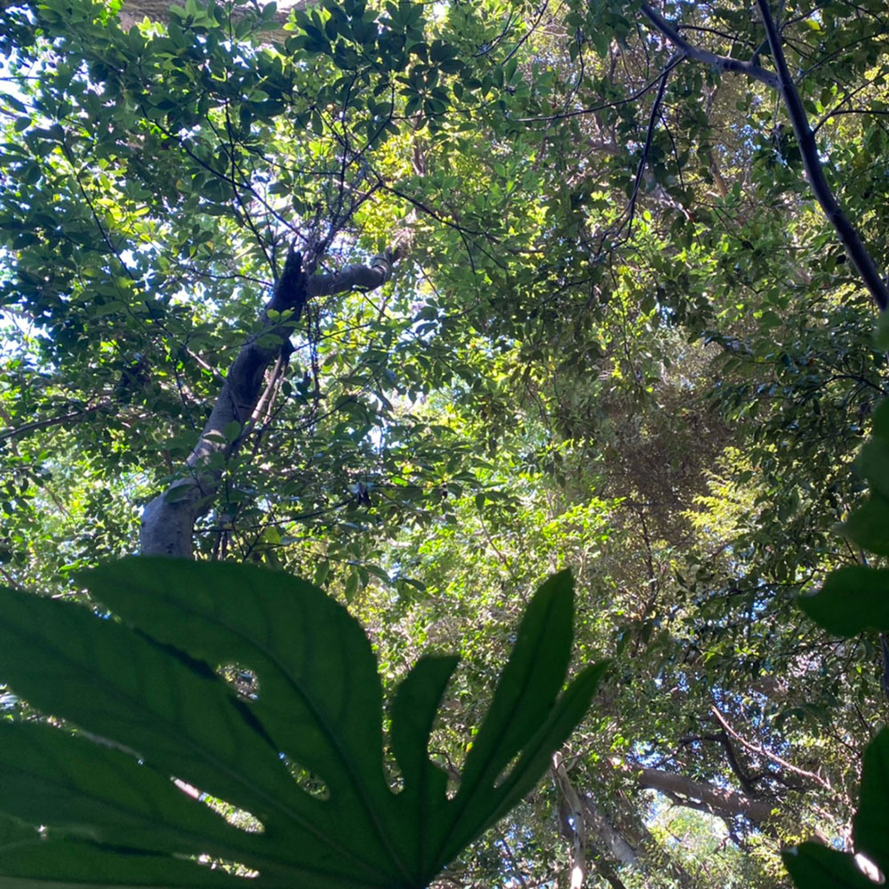 bushcraft campsite yokosuka koyabe  kanagawa japan