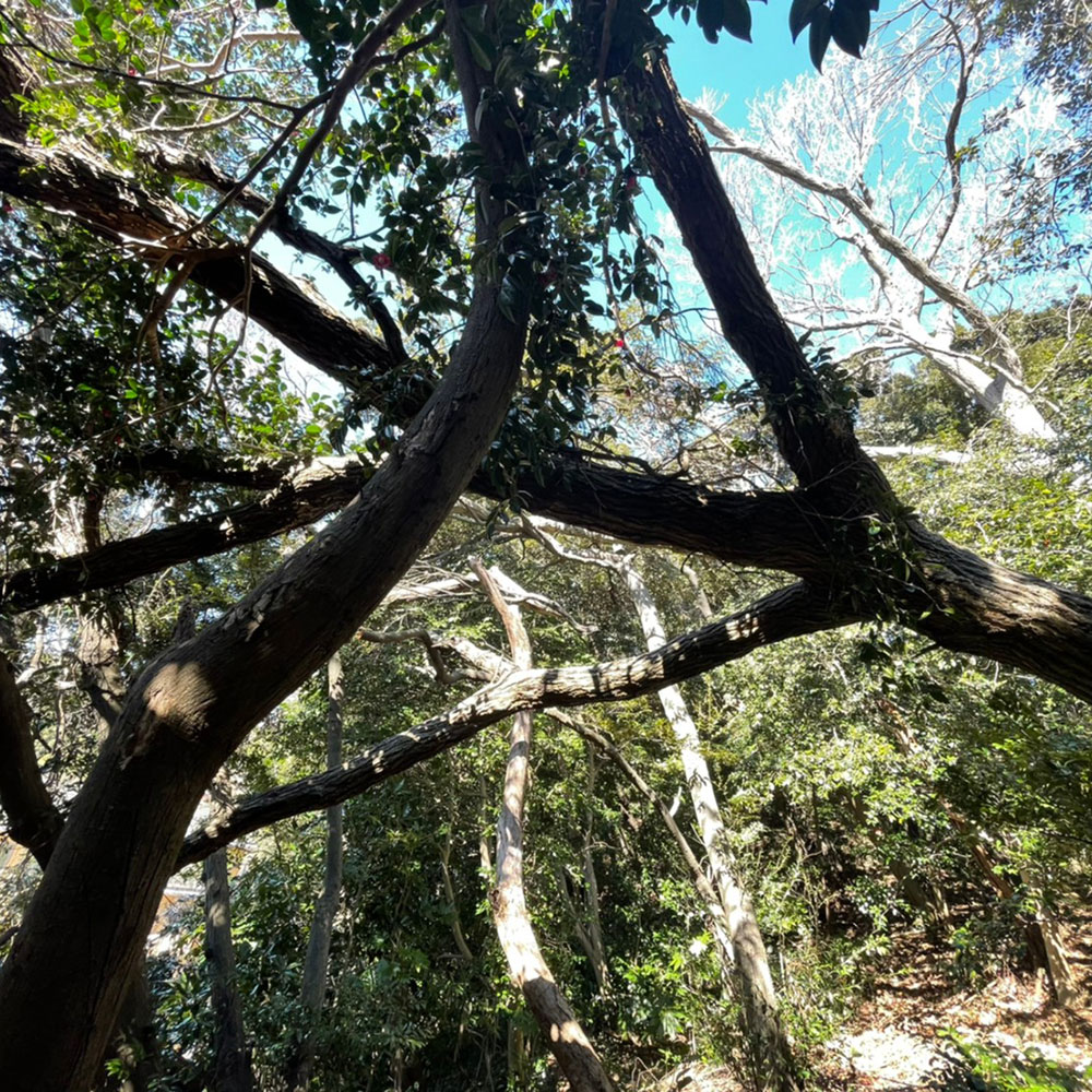 bushcraft campsite yokosuka koyabe  kanagawa japan