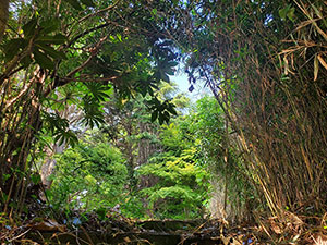 神奈川県横須賀市小矢部No,2 ブッシュクラフトキャンプ場