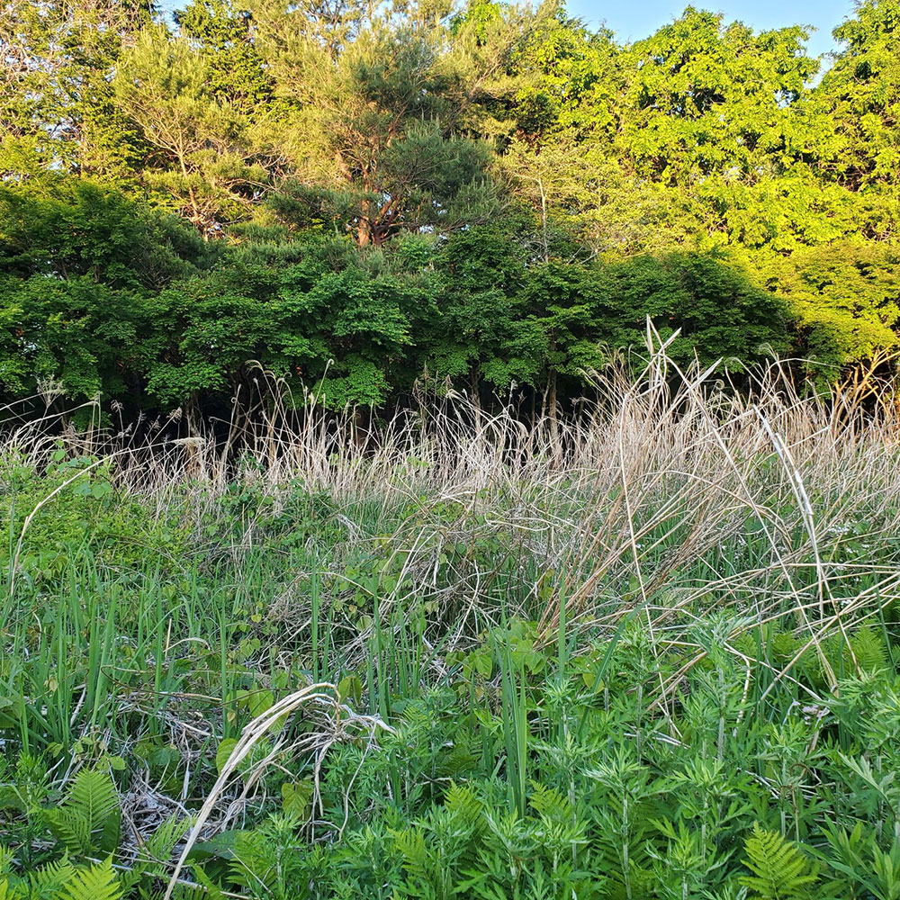 bushcraft campsite minami-soma fukushima  japan