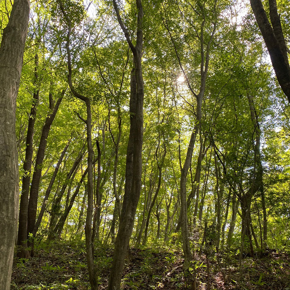 bushcraft campsite nishigo fukushima  japan