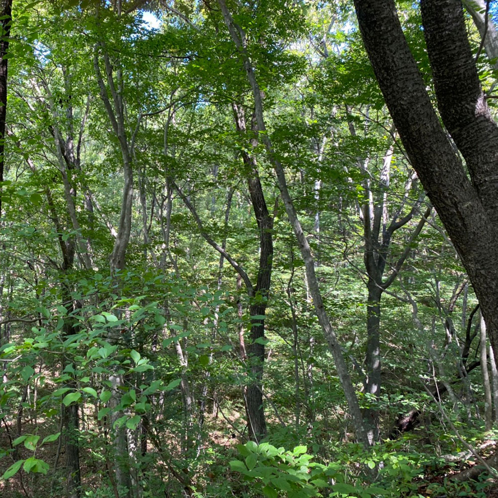 bushcraft campsite nishigo fukushima  japan