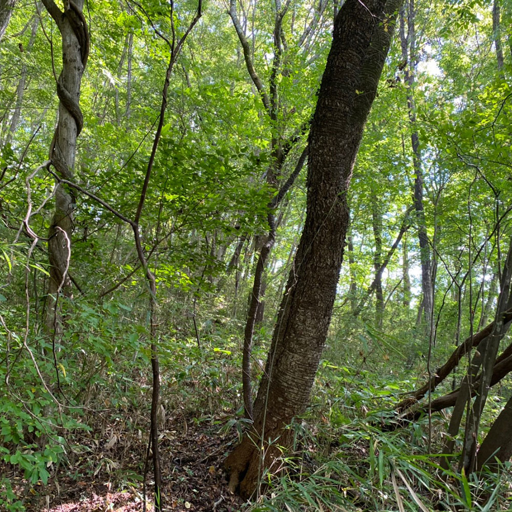 bushcraft campsite nishigo fukushima  japan