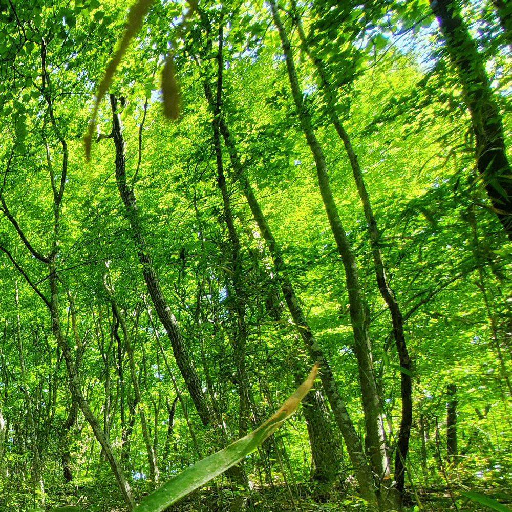 bushcraft campsite nishigo fukushima  japan